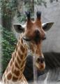 girafe